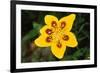 7-Spot Ladybird on Marsh Marigold-null-Framed Photographic Print