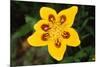 7-Spot Ladybird on Marsh Marigold-null-Mounted Photographic Print