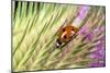 7-Spot Ladybird on Seed Head of Teasel-null-Mounted Photographic Print