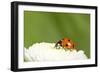 7-Spot Ladybird on White Flower-null-Framed Photographic Print