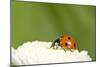 7-Spot Ladybird on White Flower-null-Mounted Photographic Print