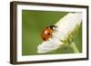 7-Spot Ladybird on White Flower-null-Framed Photographic Print