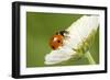 7-Spot Ladybird on White Flower-null-Framed Photographic Print