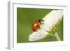 7-Spot Ladybird on White Flower-null-Framed Photographic Print