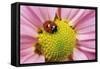 7-Spot Ladybird Pink Flower-null-Framed Stretched Canvas