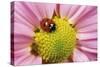 7-Spot Ladybird Pink Flower-null-Stretched Canvas