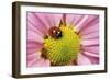 7-Spot Ladybird Pink Flower-null-Framed Photographic Print