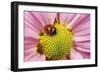 7-Spot Ladybird Pink Flower-null-Framed Photographic Print