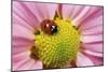 7-Spot Ladybird Pink Flower-null-Mounted Photographic Print