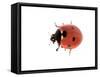 7-Spot Ladybird-null-Framed Stretched Canvas