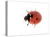 7-Spot Ladybird-null-Stretched Canvas
