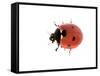 7-Spot Ladybird-null-Framed Stretched Canvas