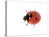 7-Spot Ladybird-null-Stretched Canvas