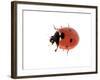 7-Spot Ladybird-null-Framed Photographic Print