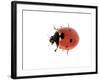 7-Spot Ladybird-null-Framed Photographic Print