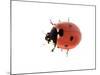 7-Spot Ladybird-null-Mounted Photographic Print