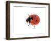 7-Spot Ladybird-null-Framed Photographic Print