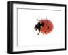 7-Spot Ladybird-null-Framed Photographic Print