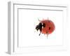 7-Spot Ladybird-null-Framed Photographic Print