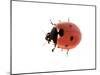 7-Spot Ladybird-null-Mounted Photographic Print