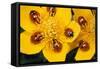 7-Spot Ladybirds on Marsh Marigold-null-Framed Stretched Canvas