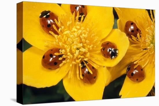 7-Spot Ladybirds on Marsh Marigold-null-Stretched Canvas