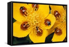 7-Spot Ladybirds on Marsh Marigold-null-Framed Stretched Canvas