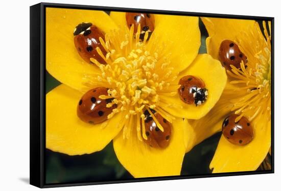 7-Spot Ladybirds on Marsh Marigold-null-Framed Stretched Canvas