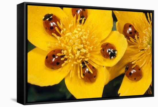7-Spot Ladybirds on Marsh Marigold-null-Framed Stretched Canvas