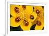 7-Spot Ladybirds on Marsh Marigold-null-Framed Photographic Print