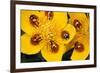 7-Spot Ladybirds on Marsh Marigold-null-Framed Photographic Print