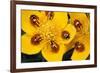 7-Spot Ladybirds on Marsh Marigold-null-Framed Photographic Print