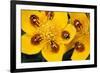7-Spot Ladybirds on Marsh Marigold-null-Framed Photographic Print