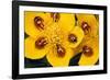 7-Spot Ladybirds on Marsh Marigold-null-Framed Photographic Print