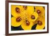 7-Spot Ladybirds on Marsh Marigold-null-Framed Photographic Print