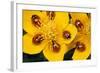 7-Spot Ladybirds on Marsh Marigold-null-Framed Photographic Print