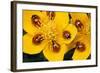 7-Spot Ladybirds on Marsh Marigold-null-Framed Photographic Print