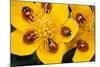 7-Spot Ladybirds on Marsh Marigold-null-Mounted Photographic Print