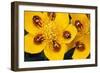 7-Spot Ladybirds on Marsh Marigold-null-Framed Photographic Print