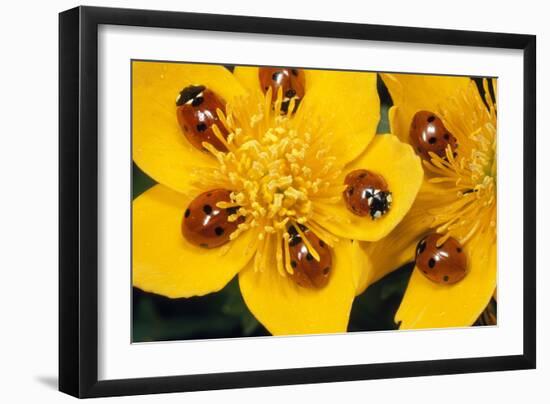 7-Spot Ladybirds on Marsh Marigold-null-Framed Photographic Print