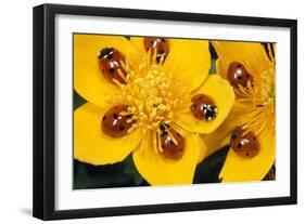 7-Spot Ladybirds on Marsh Marigold-null-Framed Photographic Print