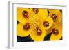 7-Spot Ladybirds on Marsh Marigold-null-Framed Photographic Print