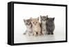 7 Week Old British Shorthair Kittens-null-Framed Stretched Canvas