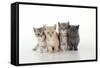 7 Week Old British Shorthair Kittens-null-Framed Stretched Canvas