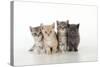 7 Week Old British Shorthair Kittens-null-Stretched Canvas