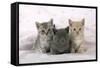 7 Week Old British Shorthair Kittens-null-Framed Stretched Canvas