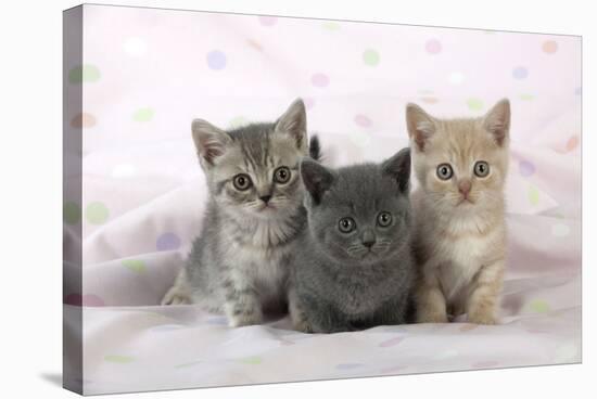7 Week Old British Shorthair Kittens-null-Stretched Canvas