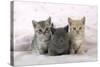 7 Week Old British Shorthair Kittens-null-Stretched Canvas