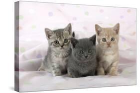 7 Week Old British Shorthair Kittens-null-Stretched Canvas