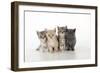 7 Week Old British Shorthair Kittens-null-Framed Photographic Print